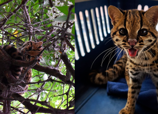 Tigrillo, visto en zona urbana de Duitama, está en manos de profesionales