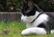 ¿Por qué ahora a los gatos ‘les da mamera’ perseguir ratones?