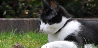 ¿Por qué ahora a los gatos ‘les da mamera’ perseguir ratones?