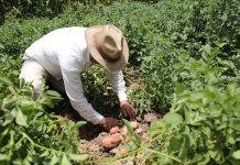 Instalan Mesa Técnica Nacional de Papa, liderada por MinAgricultura