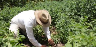 Instalan Mesa Técnica Nacional de Papa, liderada por MinAgricultura