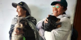Esterilizaciones caninas y felinas gratuitas en zonas urbana y rural de Tunja