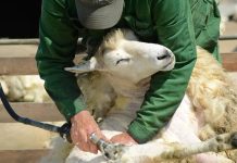 Cadena Productiva a la lana en Boyacá le responde a Paola Ochoa