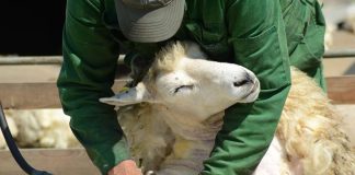 Cadena Productiva a la lana en Boyacá le responde a Paola Ochoa