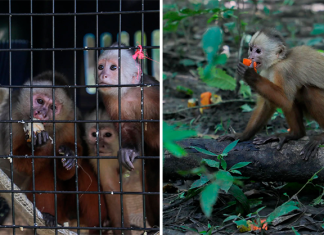 Ocho monos cariblancos regresan a la libertad gracias al trabajo conjunto por la conservación de la fauna silvestre