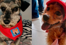 Condenan a dos personas por maltrato animal en tiendas de mascotas de Bogotá