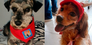 Condenan a dos personas por maltrato animal en tiendas de mascotas de Bogotá
