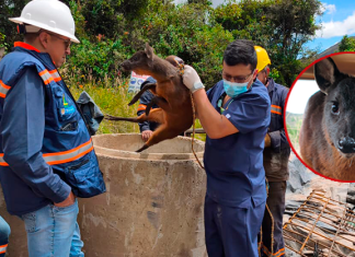 Rescatan venado que era perseguido por perros