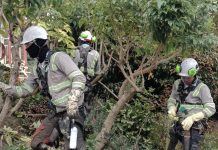 Urbaser inició el ciclo de poda de 9.897 árboles en Tunja