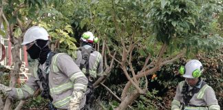 Urbaser inició el ciclo de poda de 9.897 árboles en Tunja