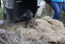 Más animales están regresando a su hábitat natural