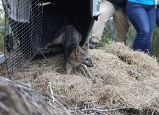 Más animales están regresando a su hábitat natural