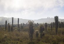 Corpoboyacá avanza con el pago por servicios ambientales en el Parque Natural Regional La Cortadera