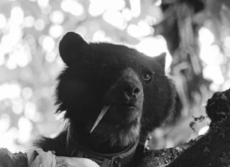 La estrategia ‘Montaña Viva’ cuida el que fue el hogar de la osa andina ‘Pensilvania’