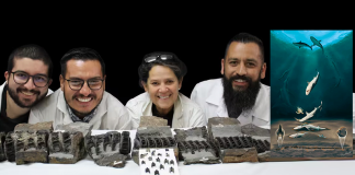 Cuando Boyacá tuvo mar hace millones de años, en Villa de Leyva hubo un tiburón gigante