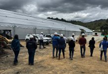 Con buchón de agua producirán abonos en la laguna de Fúquene