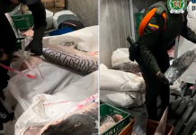 Incautan 88 kilos de bagre dorado en Tunja