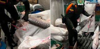 Incautan 88 kilos de bagre dorado en Tunja