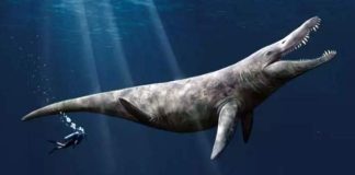 Sáchica será epicentro del primer conversatorio nacional sobre la Ley del Pliosaurio