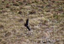 Por lo menos 19 cóndores andinos surcan los cielos de las provincias de Norte y Gutiérrez, dice Corpoboyacá