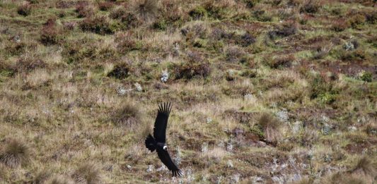 Por lo menos 19 cóndores andinos surcan los cielos de las provincias de Norte y Gutiérrez, dice Corpoboyacá