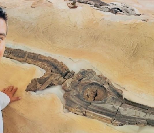 Boyacá entra en la historia de la paleontología continental
