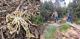 CAR inicia proceso sancionatorio ambiental por afectación a 45 frailejones en zona rural de Ráquira