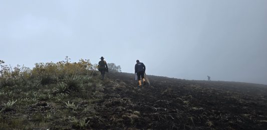 Quien la hace, la paga: CAR impone sanción ejemplar de $100 millones por masacre de frailejones en Boyacá