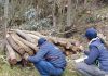 Golpe ambiental: incautan madera ilegal y capturan taladores en Cundinamarca y Boyacá
