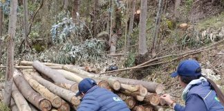 Golpe ambiental: incautan madera ilegal y capturan taladores en Cundinamarca y Boyacá