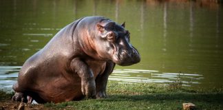 Gobierno ‘de la vida’ promueve matanza de 80 hipopótamos